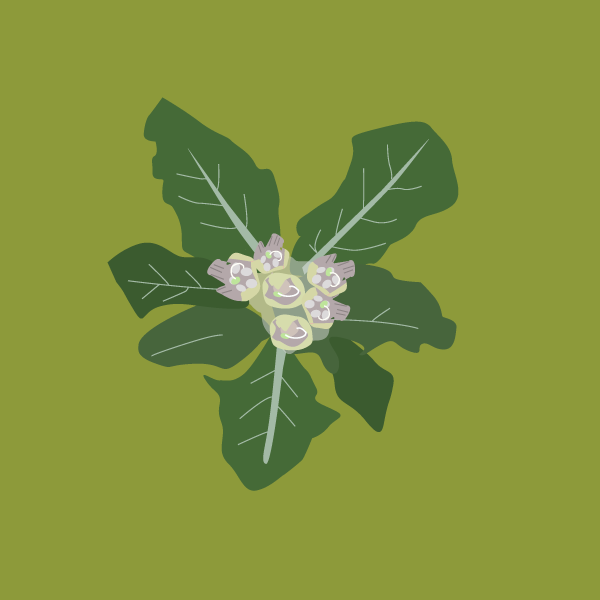 image of Mandrake