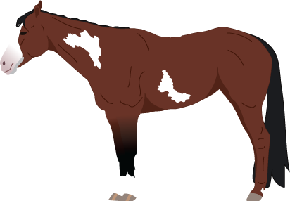 Paint Horse icon