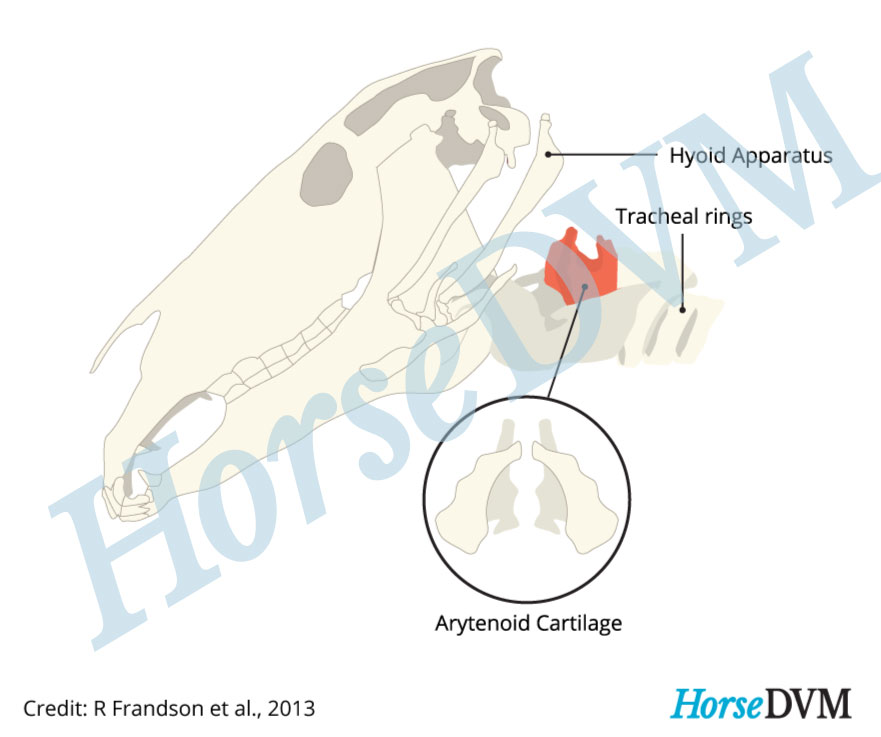 Arytenoid chondritis horses
