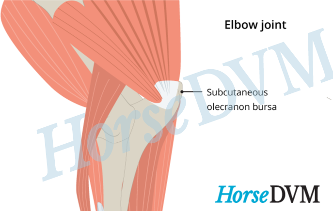 Capped elbow location horses