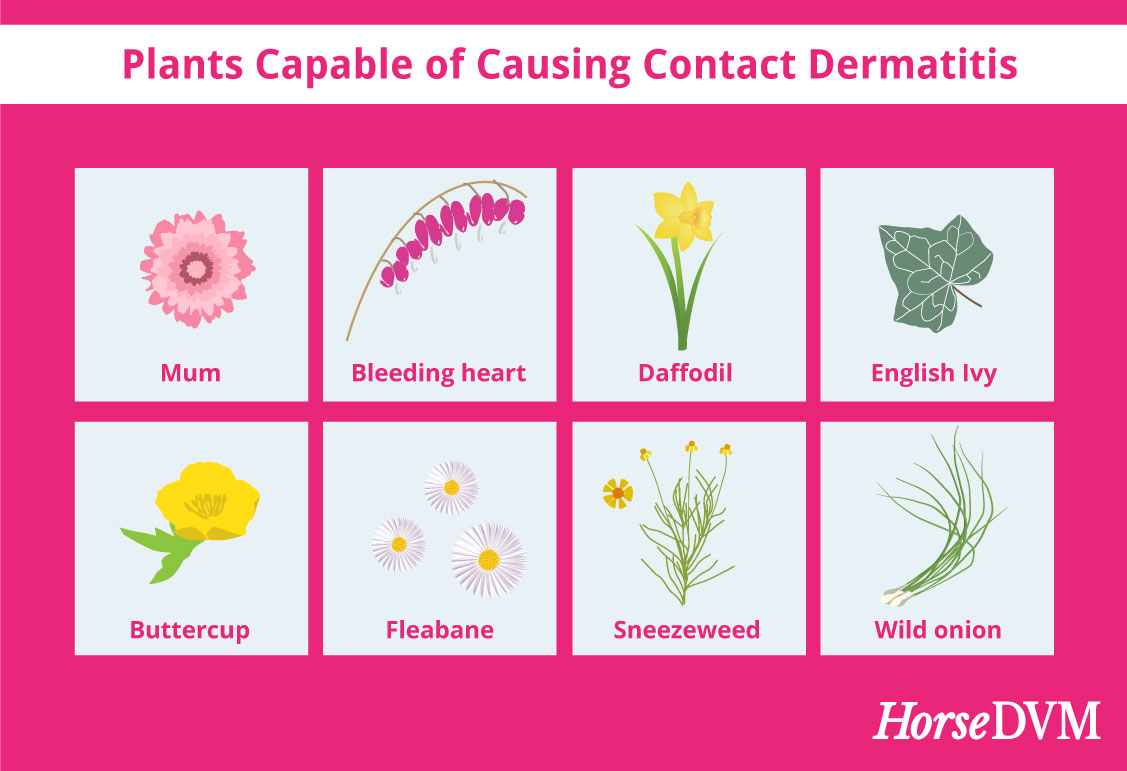 Plants Capable of Causing Contact Dermatitis in Horses