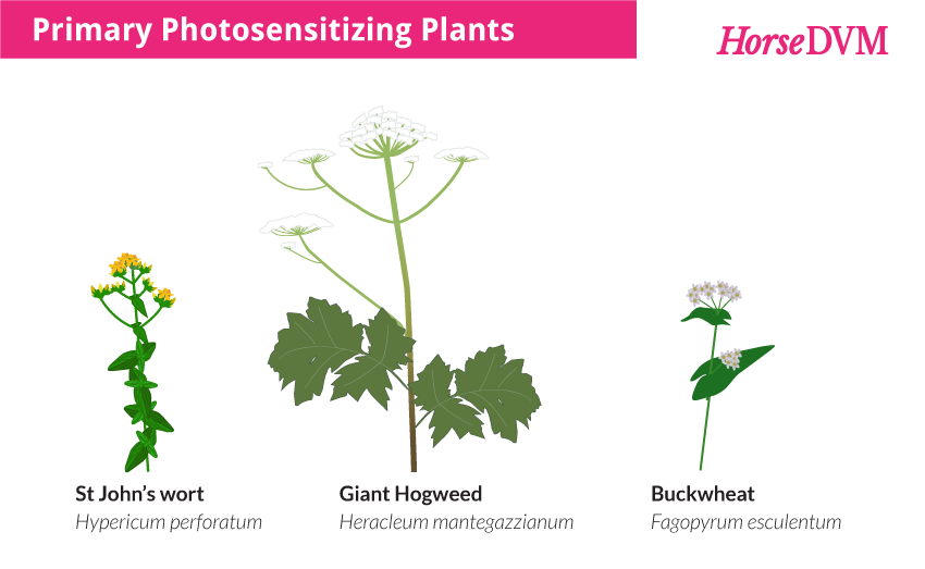 Primary photosensitivity causing plants