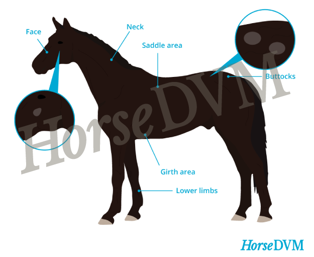 Ringworm risk areas for horses