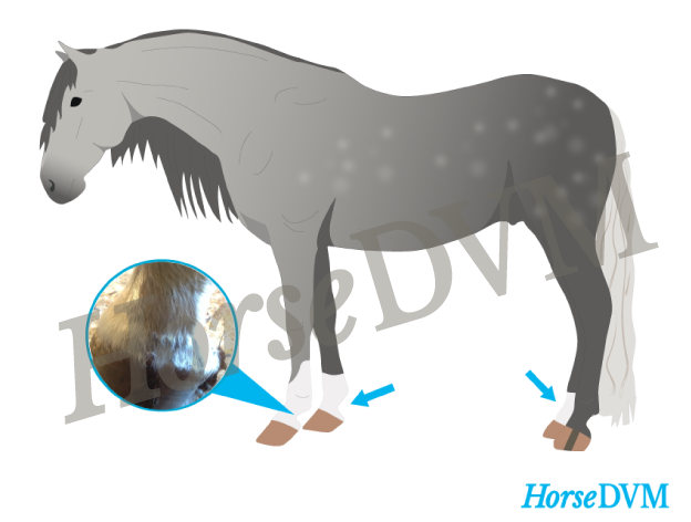Where to look for scratches on horses