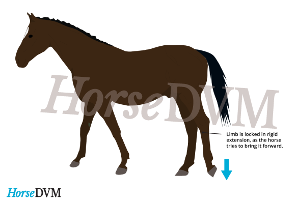 Image of Upward patella fixation in a horse