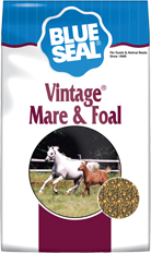 Vintage Mare & Foal image