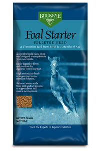 Foal Starter image