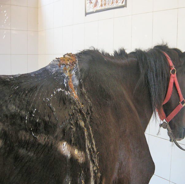 HorseDVM Health AZ Fistulous Withers in Horses