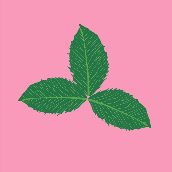 Trifolium hybridum  image