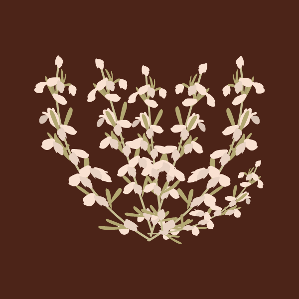 Artemisia frigida  image