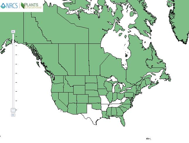Arrowgrass distribution - United States