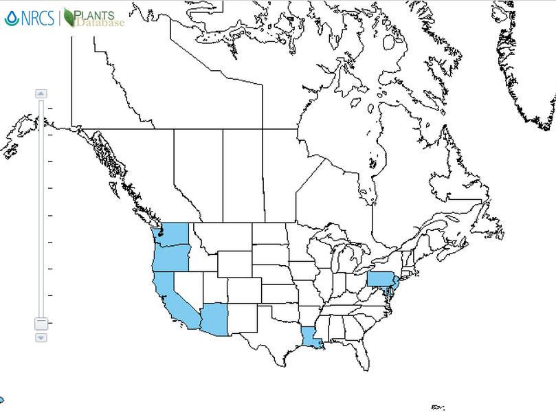 Paradoxa grass distribution - United States