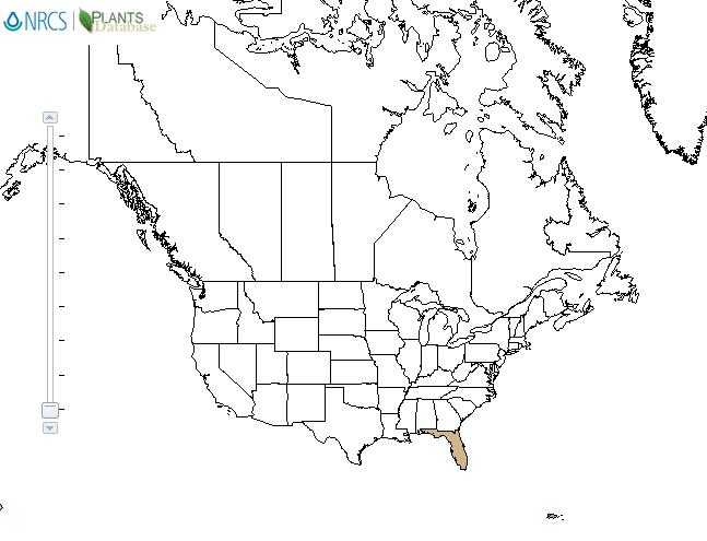 Bellyache bush distribution - United States