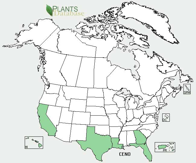 Green cestrum distribution - United States