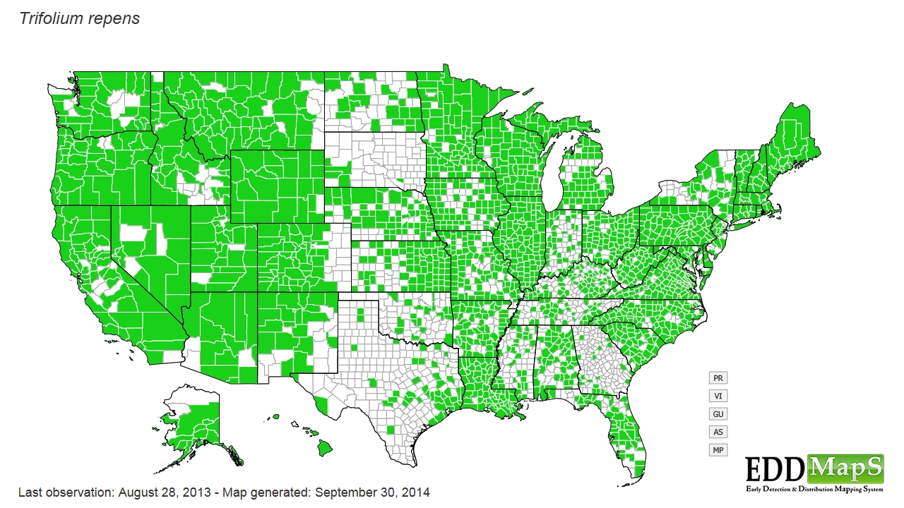 White clover distribution - United States