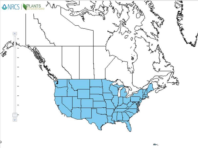 Pearl millet distribution - United States