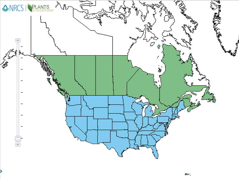Purslane distribution - United States