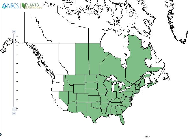 Switchgrass distribution - United States
