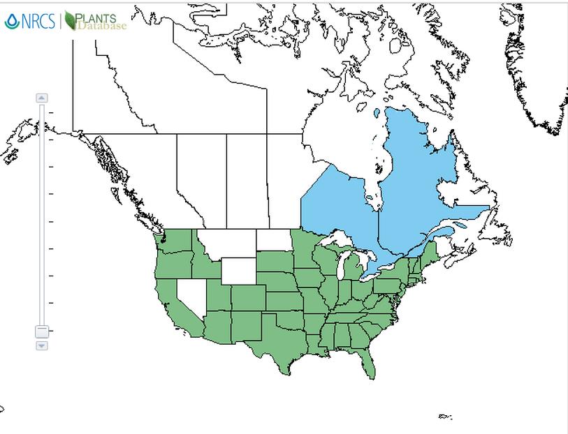Horsenettle distribution - United States
