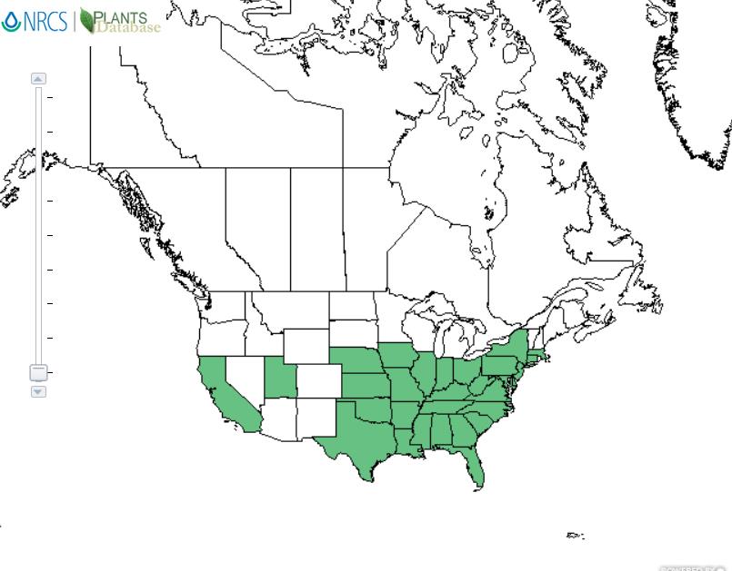 Persimmon distribution - United States