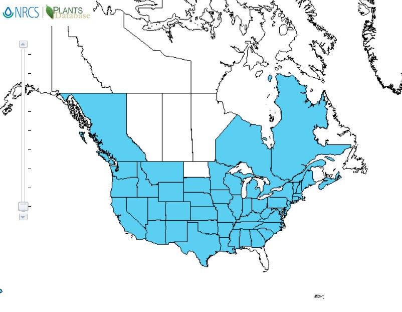 Perennial pea distribution - United States