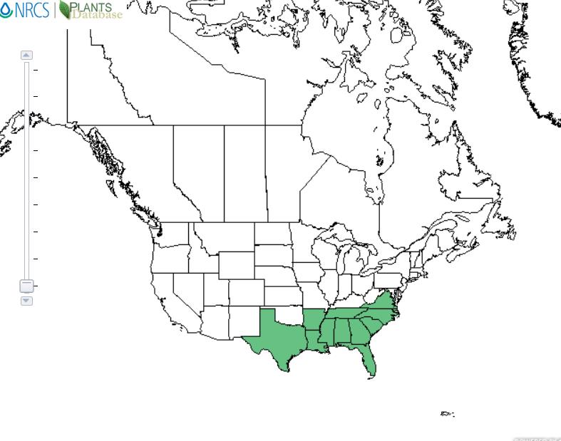 Carolina jasmine distribution - United States
