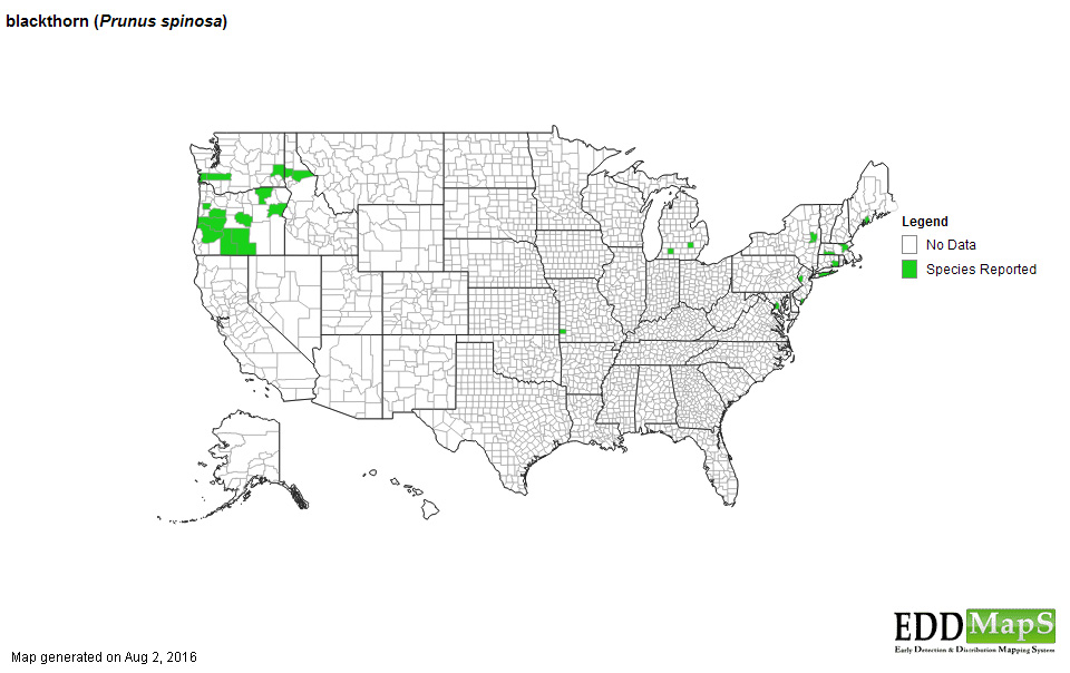 Blackthorn distribution - United States