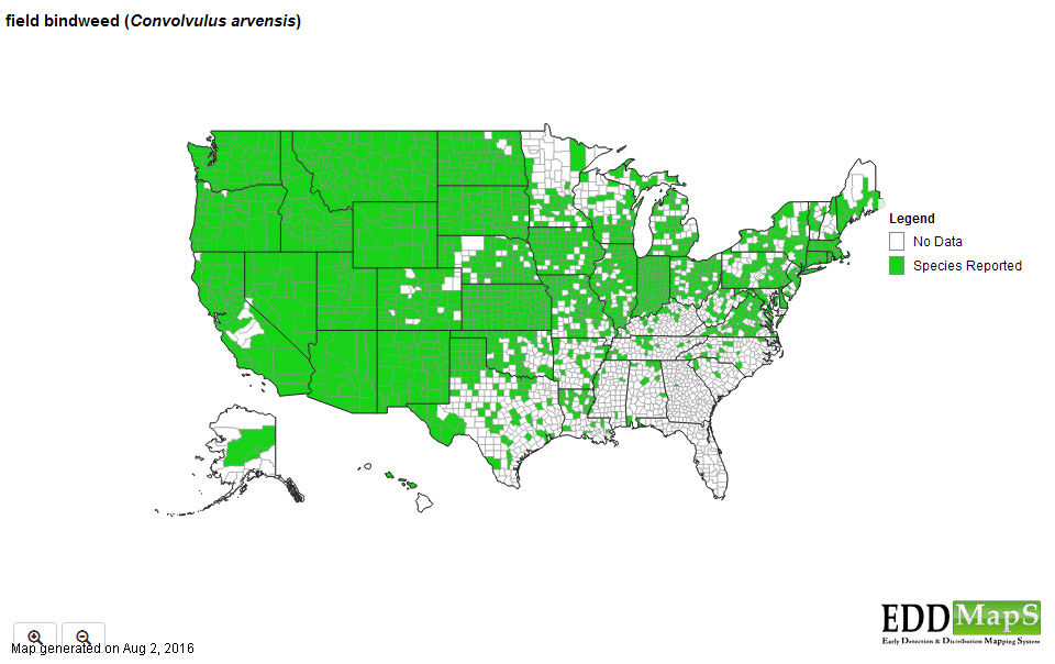 Field bindweed distribution - United States