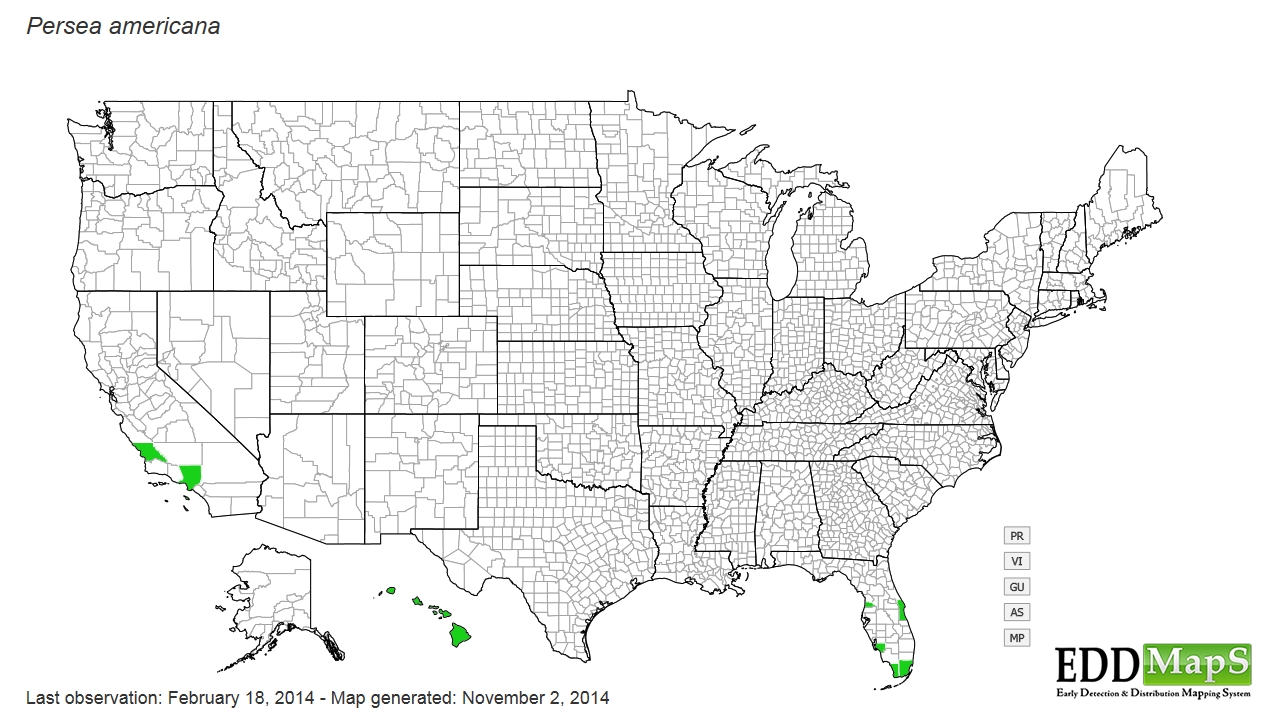 Avocado distribution - United States