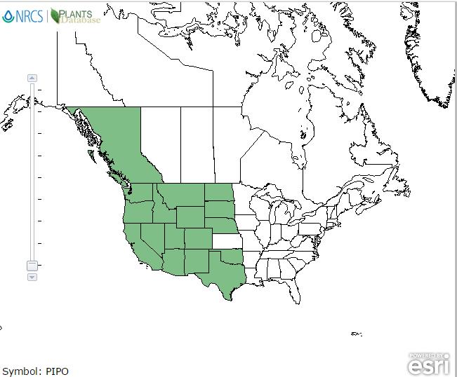 Ponderosa pine distribution - United States