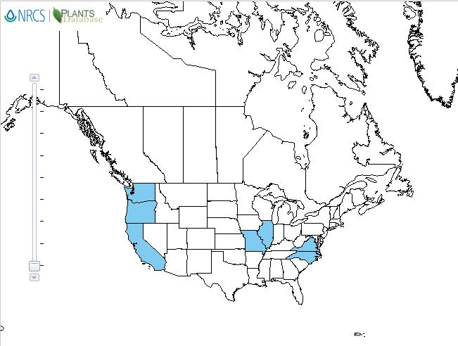 Cuckoopint distribution - United States