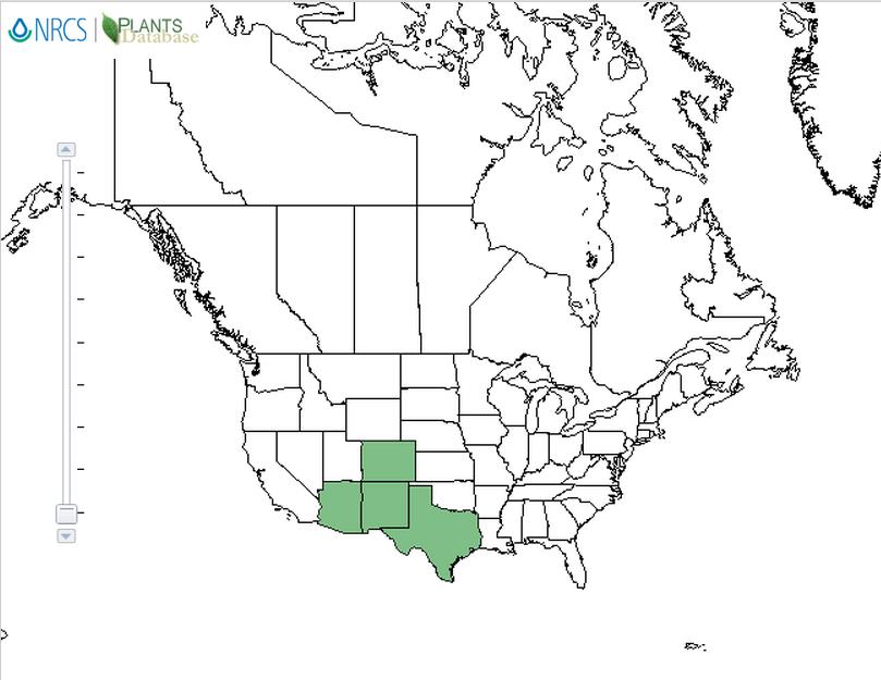 Rayless Goldenrod distribution - United States