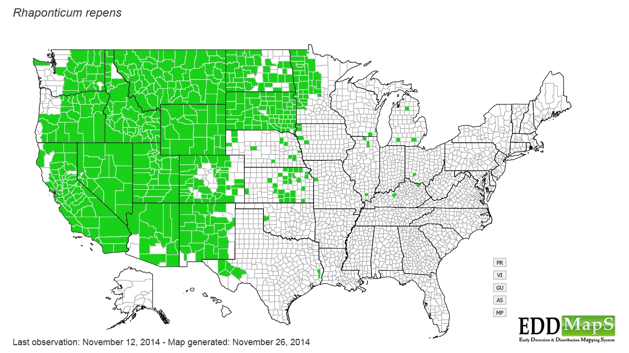 Russian knapweed distribution - United States