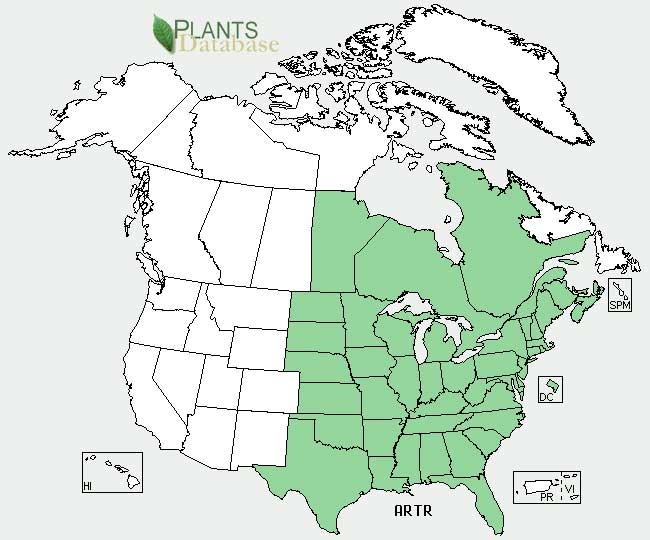 Jack-in-the-pulpit distribution - United States