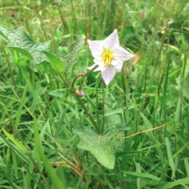 Toxic Solanum carolinense Details