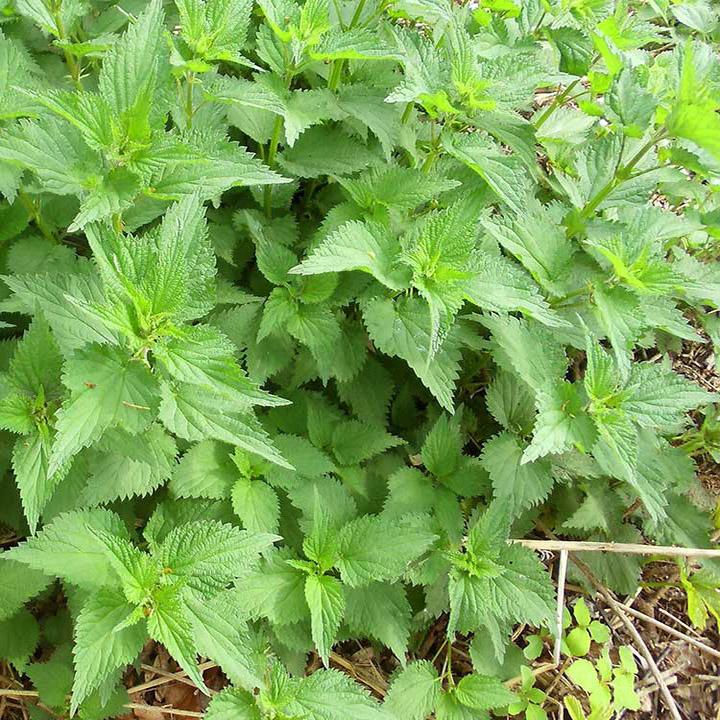 HorseDVM Toxic Plants for Horses Stinging nettle