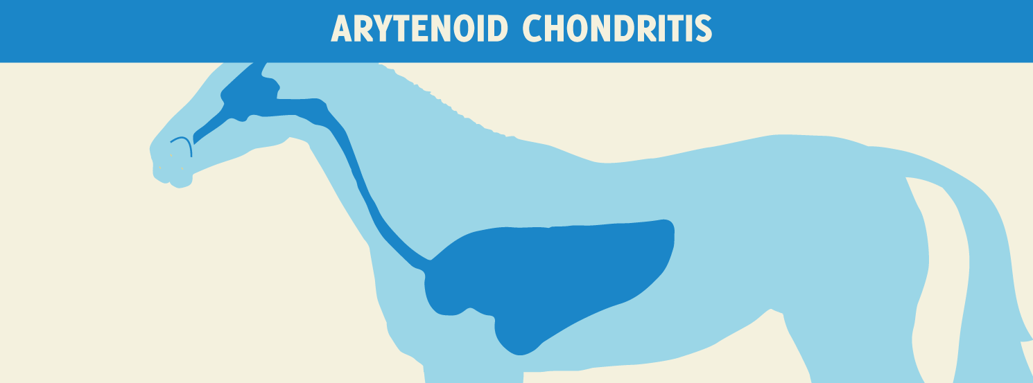 Arytenoid Chondritis HorseDVM Diseases AZ