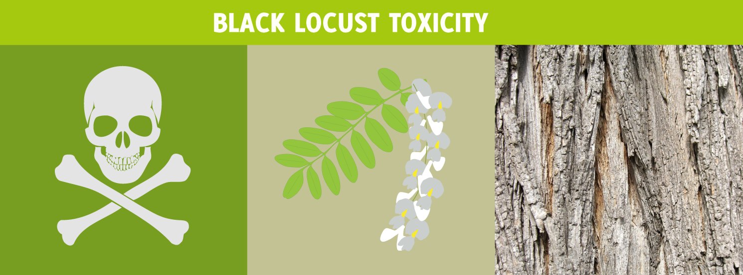 Black Locust Toxicity HorseDVM Diseases AZ