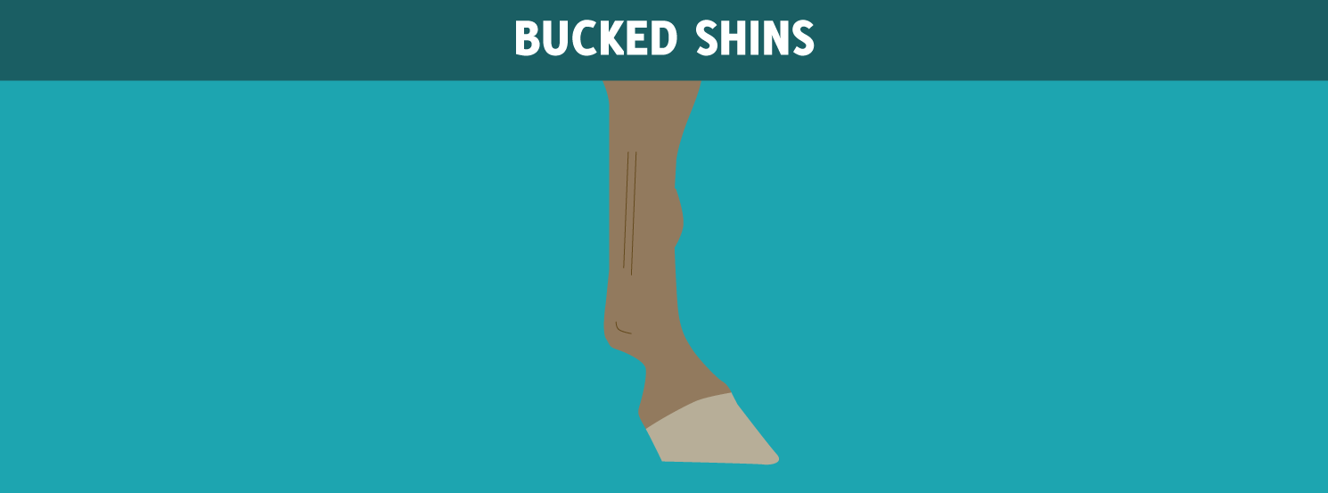 Bucked Shins HorseDVM Diseases AZ