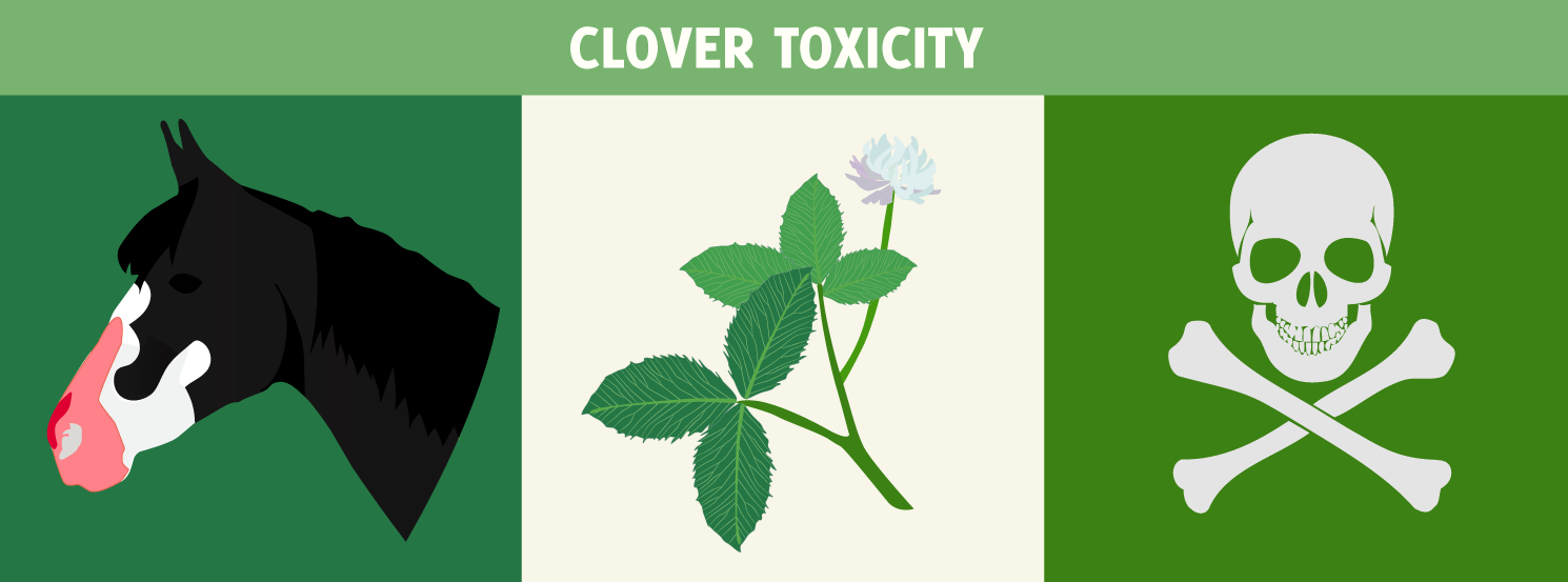Clover Toxicity HorseDVM Diseases AZ