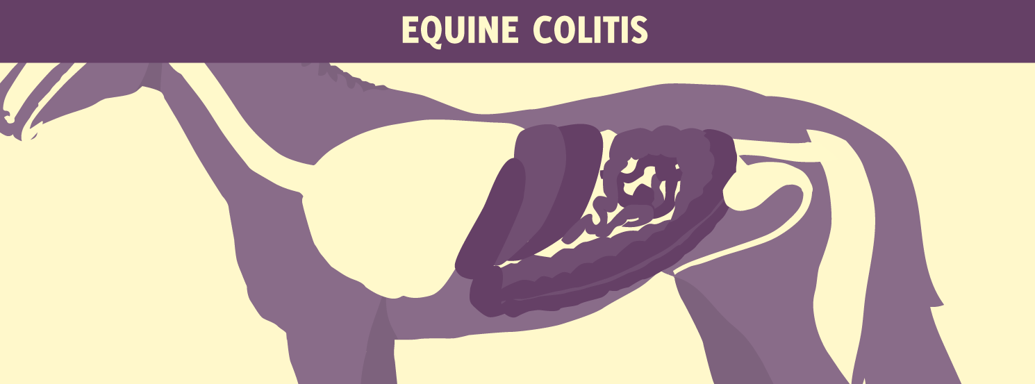 Colitis HorseDVM Diseases AZ