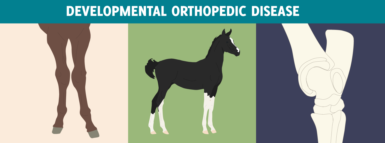 Horse diseases and treatment pdf image