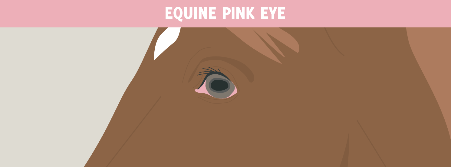 Pink Eye HorseDVM Diseases AZ