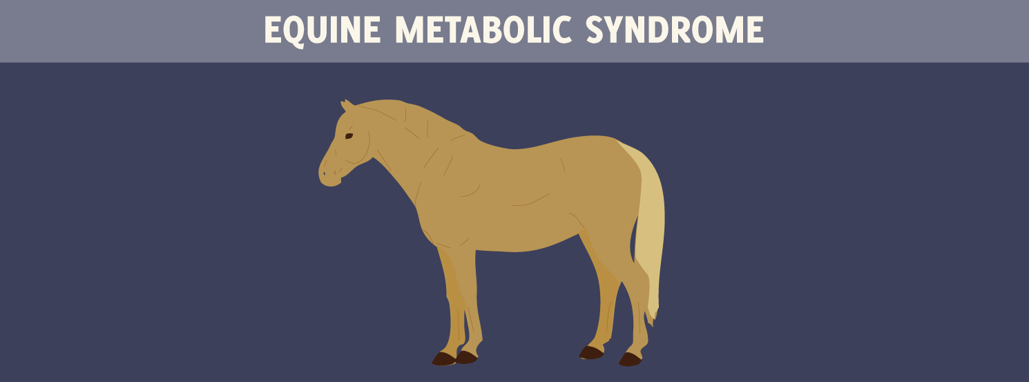 Equine Metabolic Syndrome (EMS) HorseDVM Diseases AZ