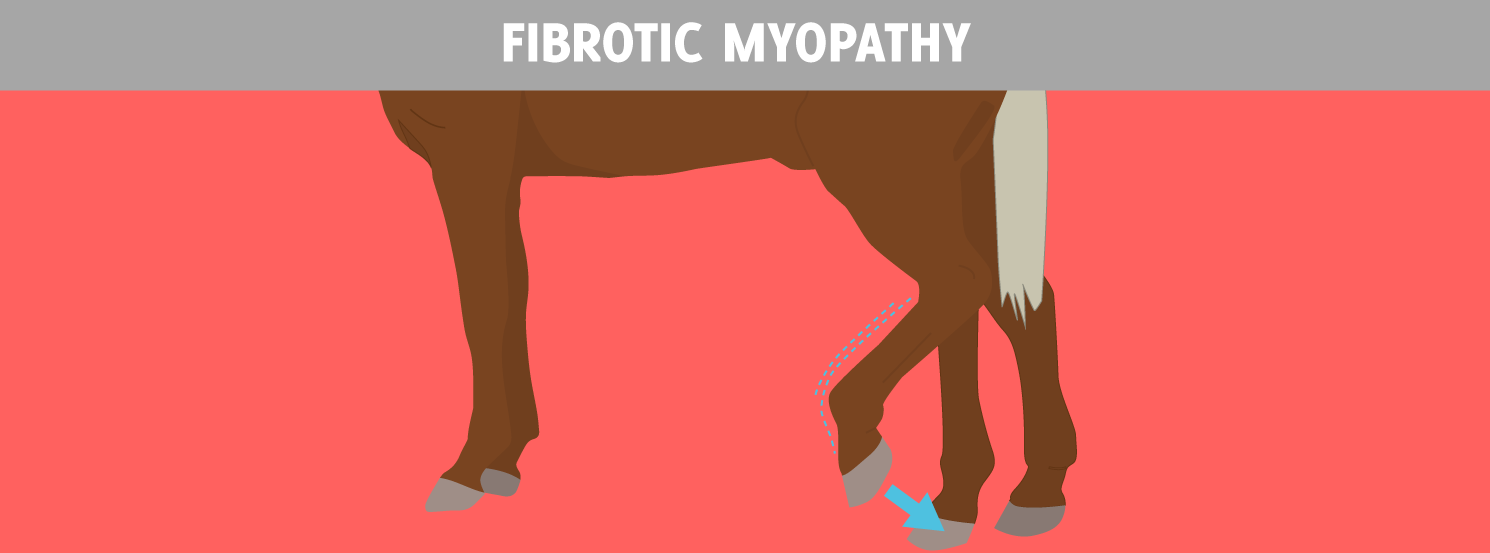 Fibrotic Myopathy HorseDVM Diseases AZ