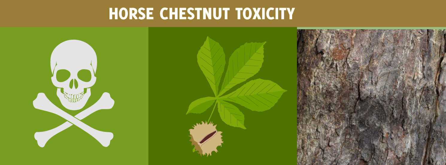 Horse Chestnut Toxicity HorseDVM Diseases AZ