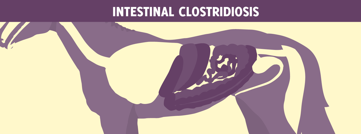 Intestinal Clostridiosis HorseDVM Diseases AZ