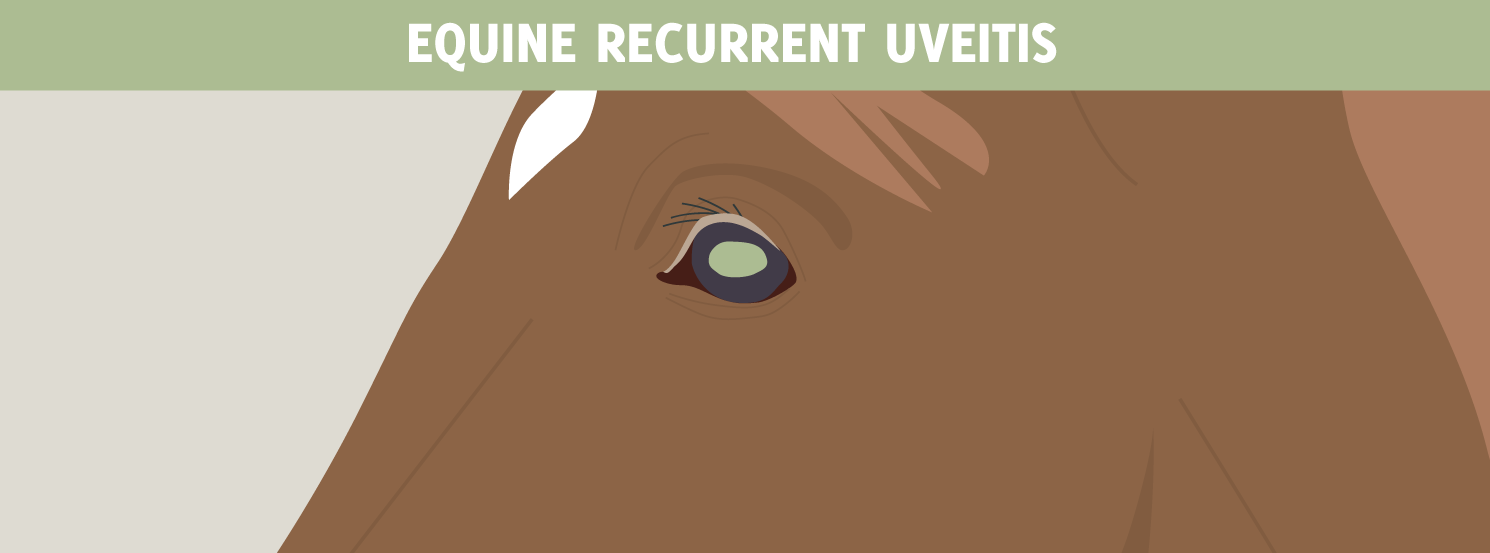 Equine Recurrent Uveitis (ERU) HorseDVM Diseases AZ