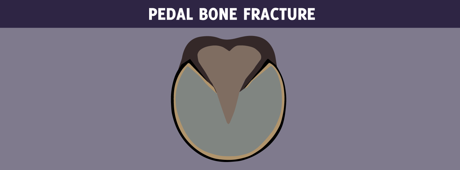 Pedal Bone Fracture HorseDVM Diseases AZ