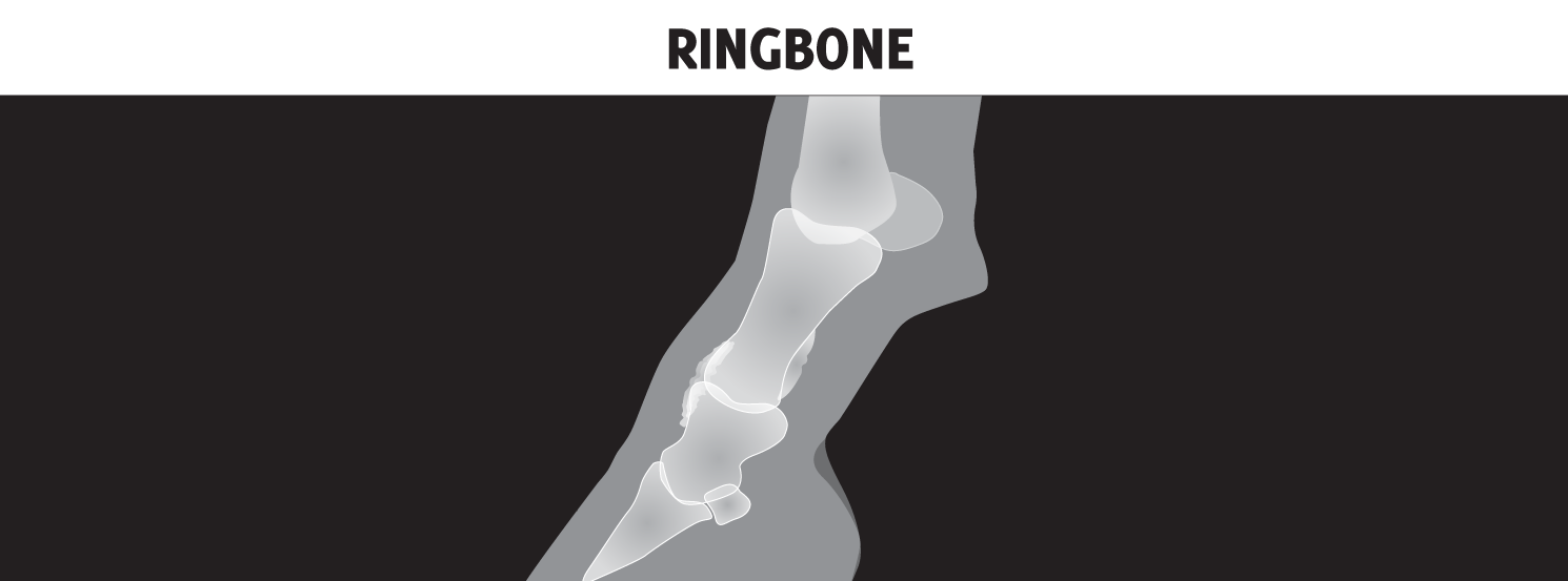 Ringbone HorseDVM Diseases AZ